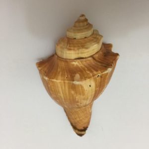 Pugilina Cochlidium(176)