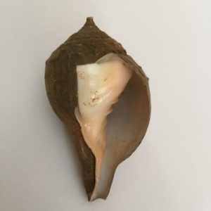 Turbinella Pyrum (Natural)210