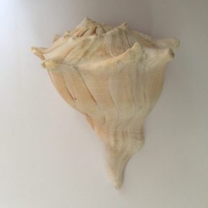 Category:Core Seashells