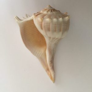 Category Core Seashells
