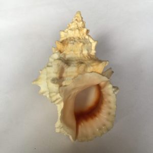 Bursa Lissostoma ( Bufo )