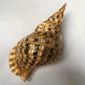 Charonia Tritonis(119)