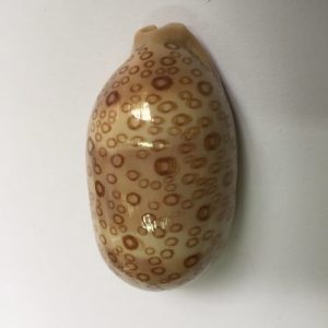 Category Core Seashells