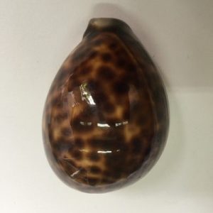 Cypraea Tigris (Dark)97