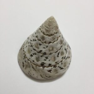 Turbo Niloticus ( Polished )45