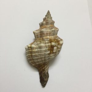 Pleuroploca Trapezium(182)