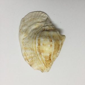 Strombus Latissimus