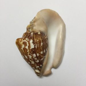 Strombus Latissimus (Dark)76