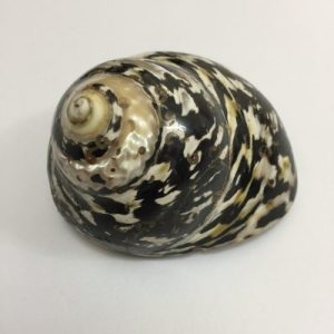 Cittarium Pica(Turbo)34