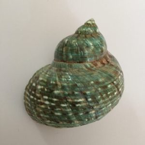 Category Core Seashells