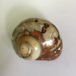 Turbo Samarticus ( Polished )