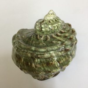 Turbo Marmoratus(46)