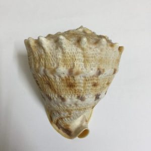 Cassis Cornuta ( Juvenile )110