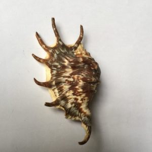 Lambis Lambis (Dark )