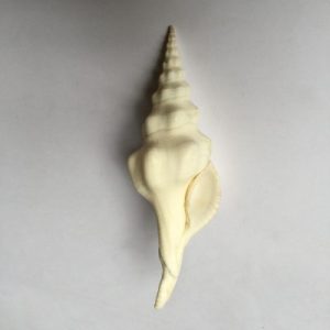 Fusinus Undatus(187)