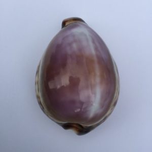 Cypraea Tigris ( Purple T)