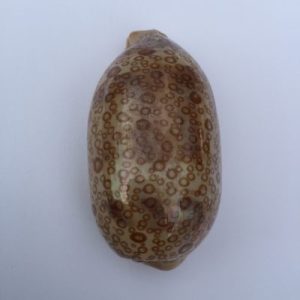 Cypraea Argus ( dark )
