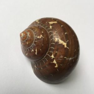 Turbo Petholatus ( Polished )