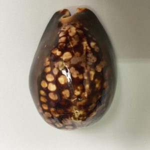 Cypraea Mauritiana