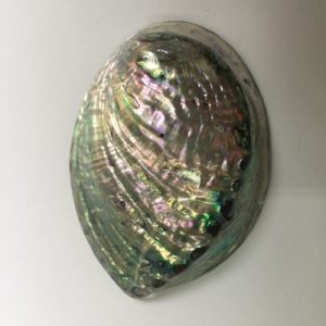 Haliotis Iris ( Polished )