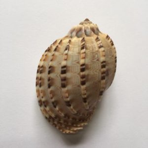 Parent :Core Seashells