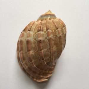 Category:Core Seashells