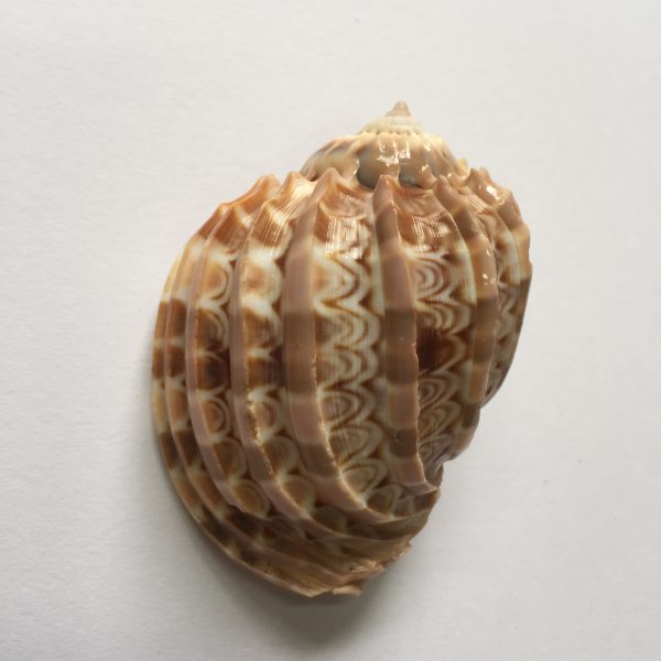 Harpa Ventriculus