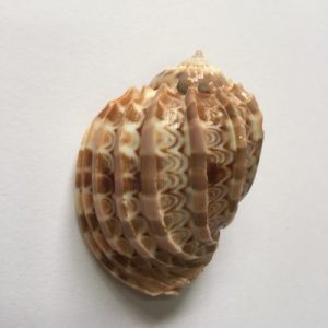 Harpa Ventricosa