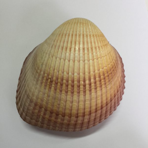 Cardium Pseudolima