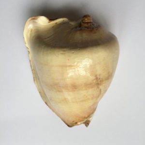 Voluta Nobilis(White)216