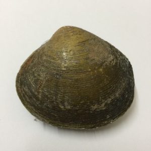 Category Core Seashells