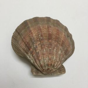 Category Core Seashells