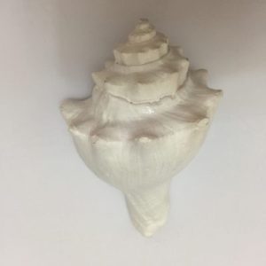 Pugilina Cochlidium ( White )