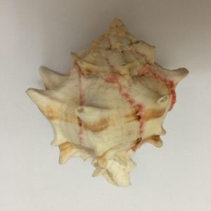 Murex Brassica(135)