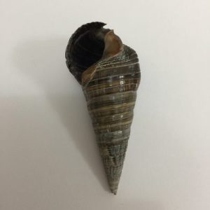 Terebralia Palustris(64)