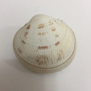 Periglypta Crispata(353)