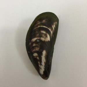 Perna Virdis(Kupang)