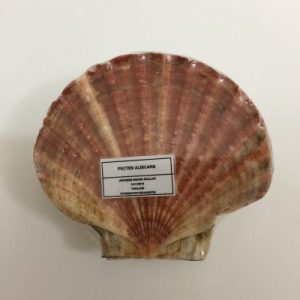 Pecten Albicans