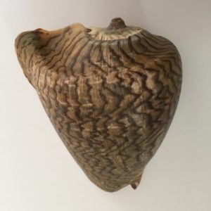 Voluta Nobilis ( Dark )216