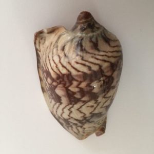 Voluta Nobilis Fasciata(216)