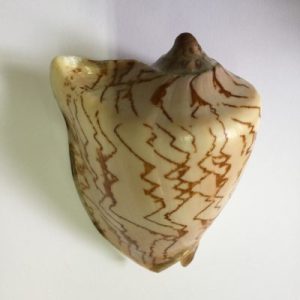 Category Core Seashells