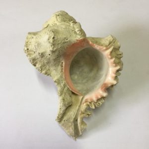 Murex Ramosus ( Gred 2 )