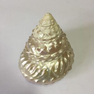 Turbo Astrea Undosa ( Polished )