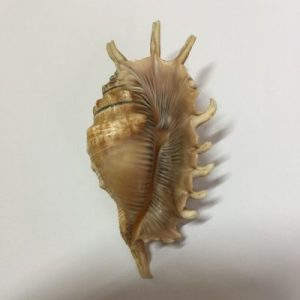 Category Core Seashells