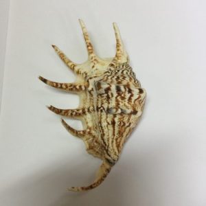 Lambis Lambis ( L/Spine )