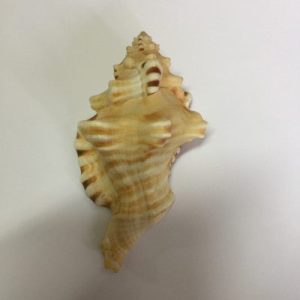 Cymatium Perryi(120)