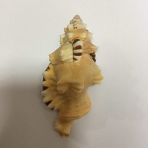 Category Core Seashells