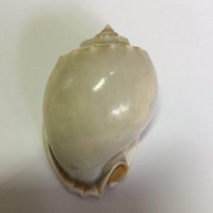 Phalium Glaucum(111)