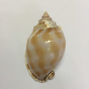 Phalium Bandatum