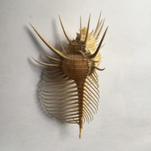 Murex Pecten